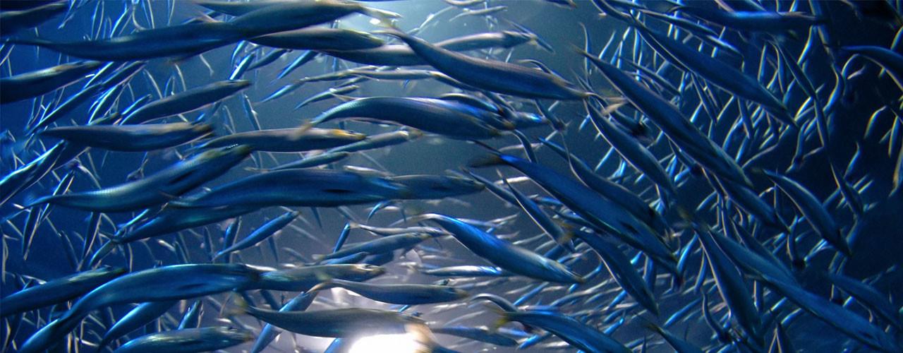 Fish - fish-1280x500.jpg